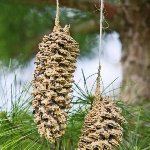 Picture of two pinecones on string hanging from a tree