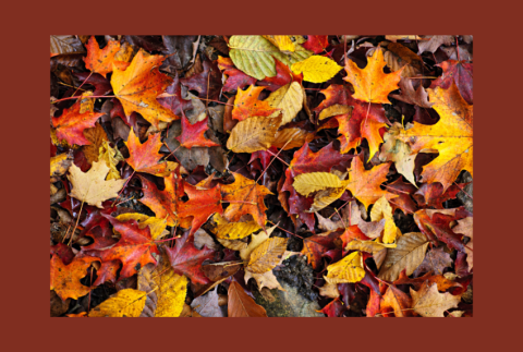 Top view of fall leaves. 
