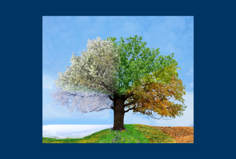 Tree showing all seasons in the branches. 