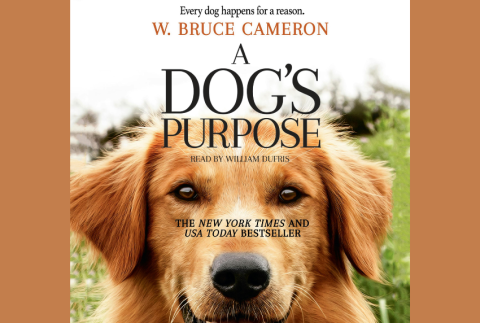 DVD cover for movie.