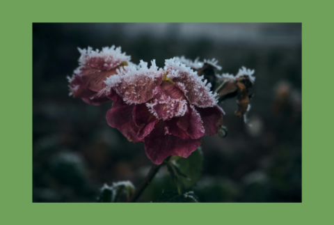 Flower with frost on it. 