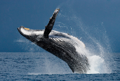 Whale breaching out of the water. 