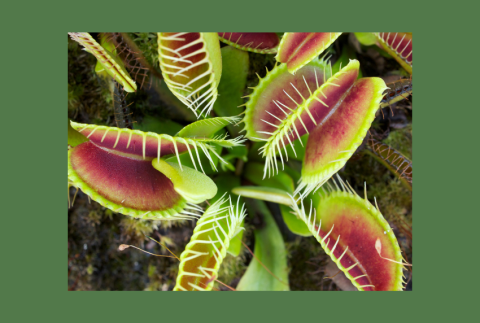 Top view of a Venus fly trap. 