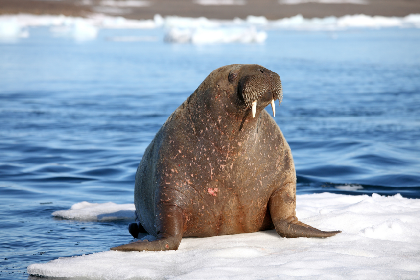 a walrus