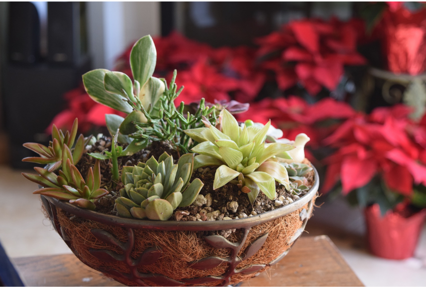 Group of succulent plants in a bowl. 