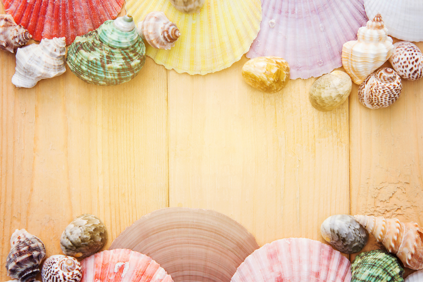 Seashells