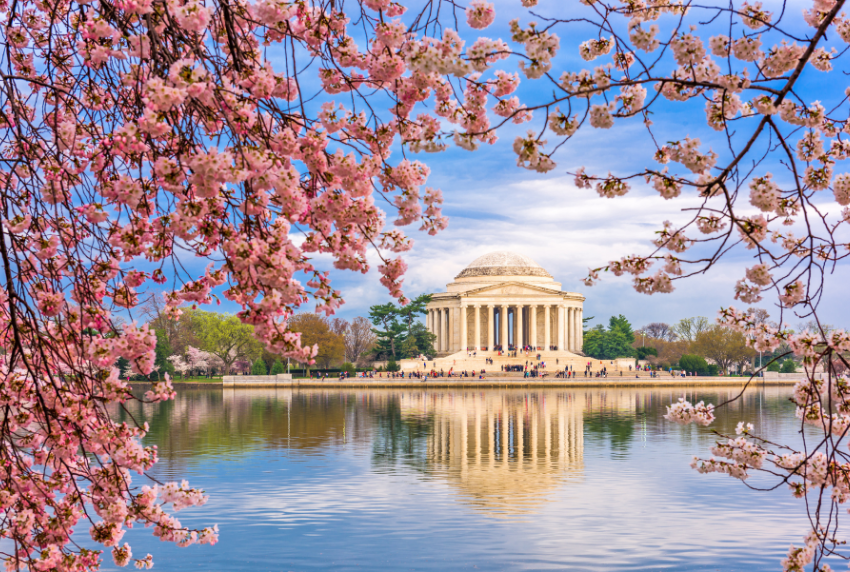 Cherry blossoms with national monument in the background.