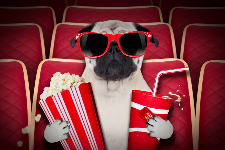 dog at movies with popcorn