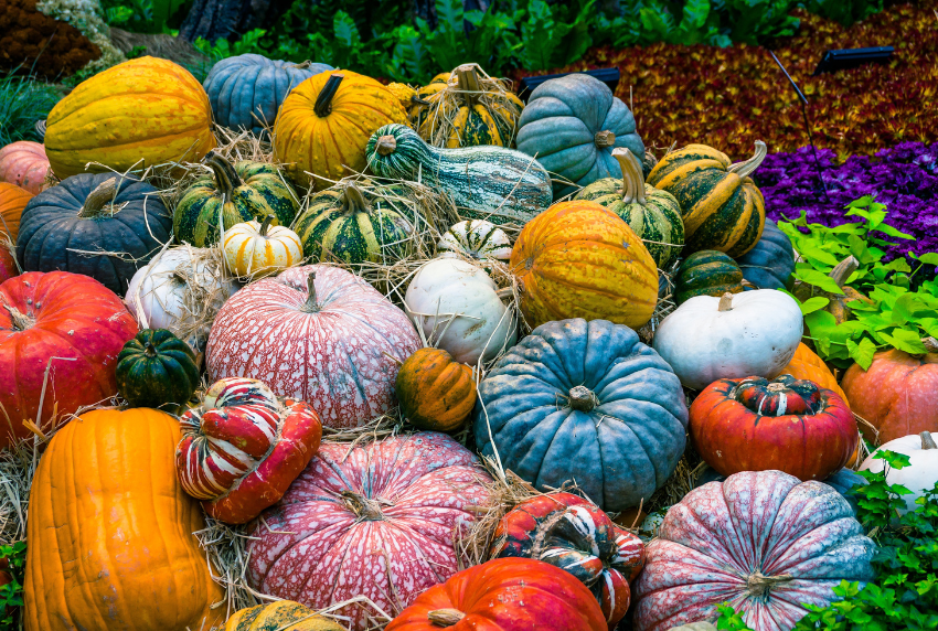 Bunch of colorful pumpkins.