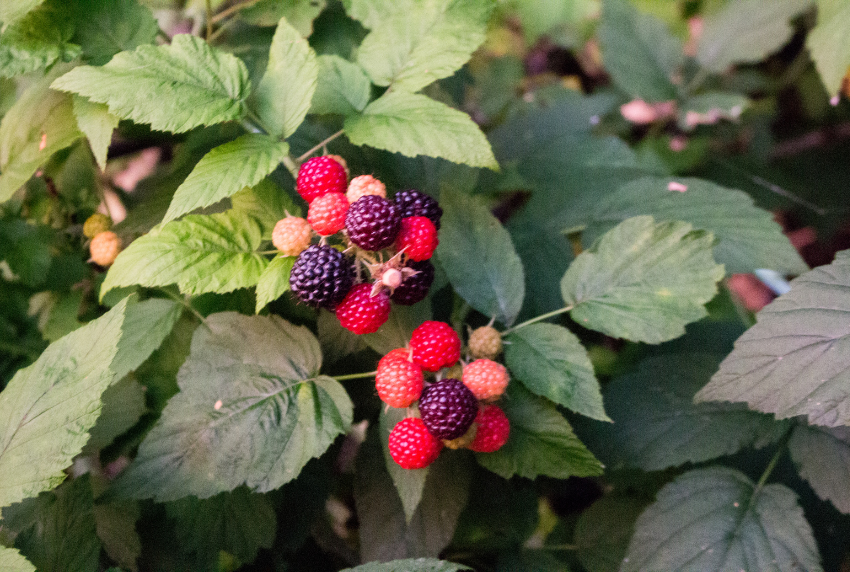 Berry bush.