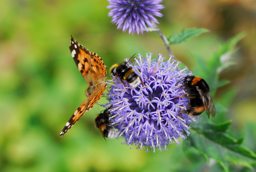 Butterfly and bees surrounding a flower.