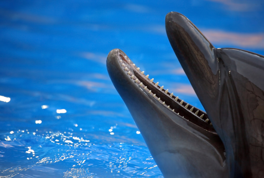 Side view of a dolphin with its mouth open. 