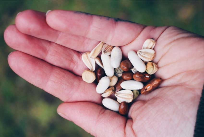 Picture of the palm of a hand holding multiple types of seeds