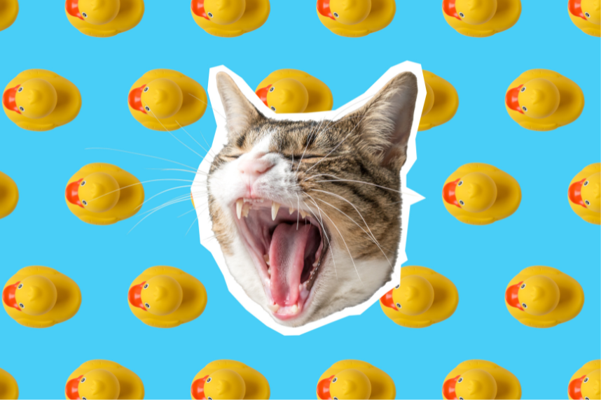 cat yawning on rubber duck background