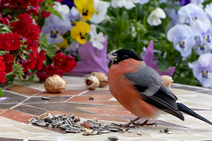 bird eating