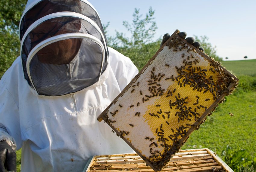 Bee keeper with his bees. 