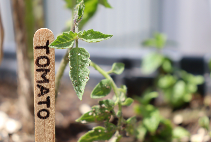 Plant maker that reads tomato.