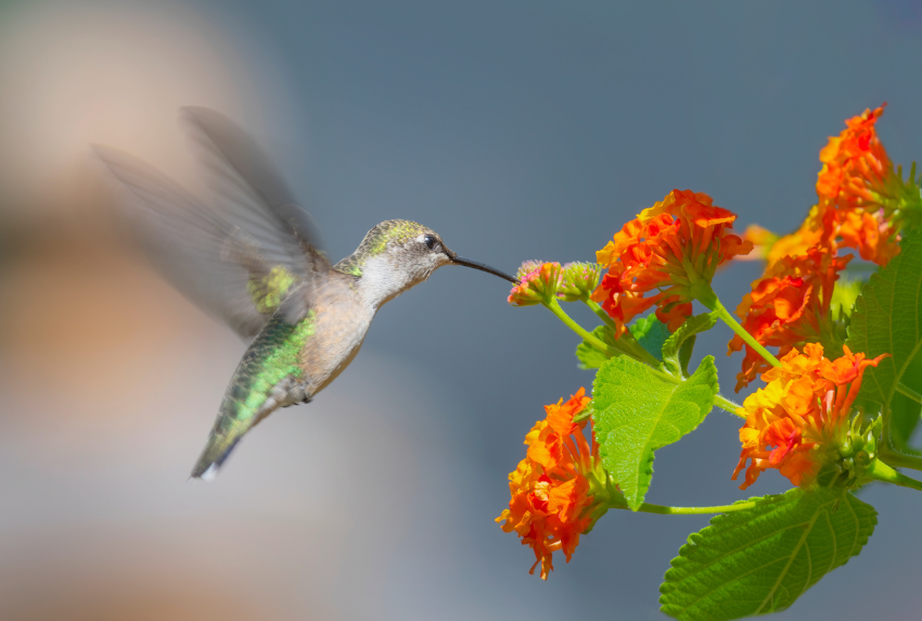 Hummingbird next to a plant. 