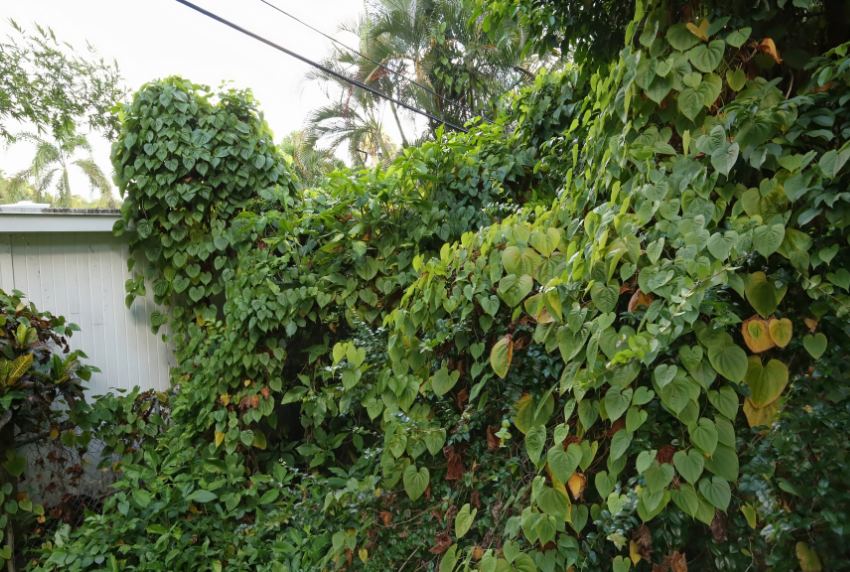 Wall of invasive vines. 