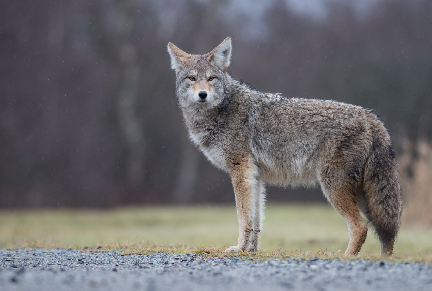 Coyote.