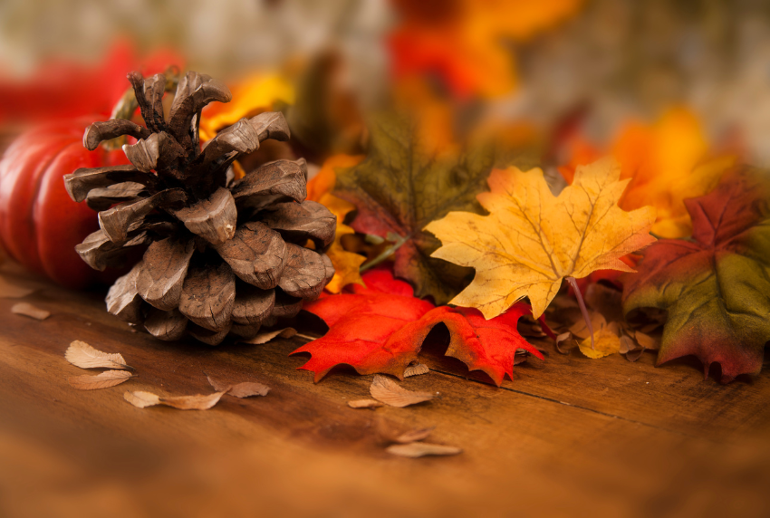 Acorn and leaves.