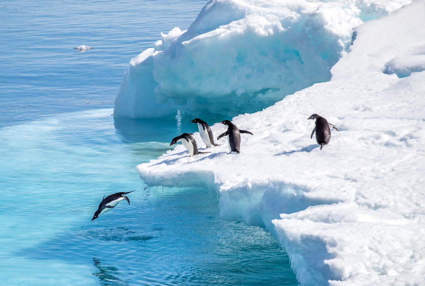 Penguins on an iceberg.