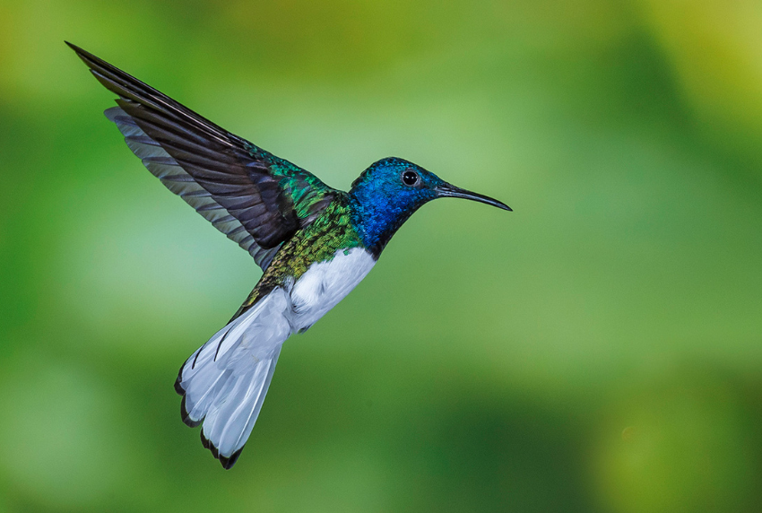 close-up picture of a hummingbird flying