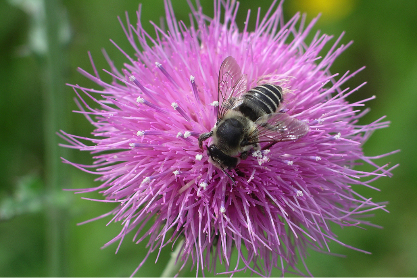 Picture of a flower with a bumblebee on it 