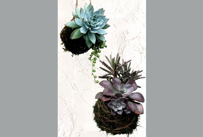 Pair of succulent plants. 