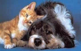 dog and cat cuddling