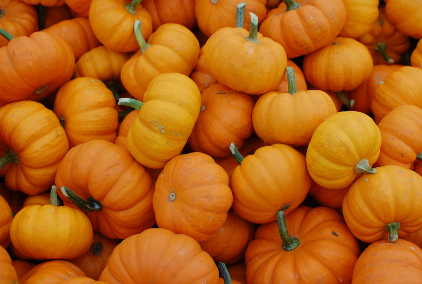 Group of mini pumpkins.