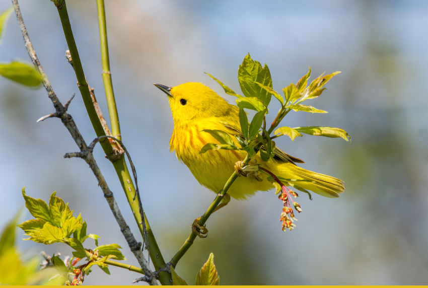 Yellow warbler in a tree. 