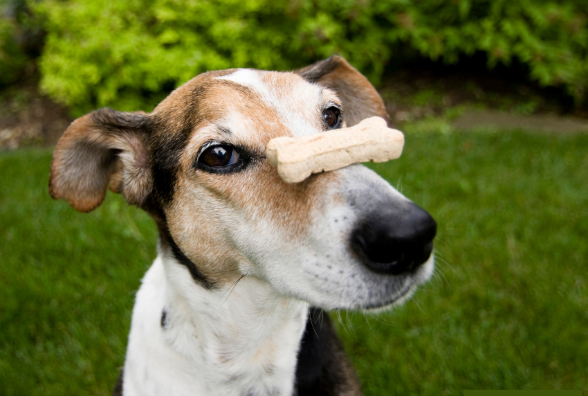 Dog with a bone treat on its nose. 