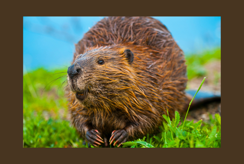 A beaver in the grass. 