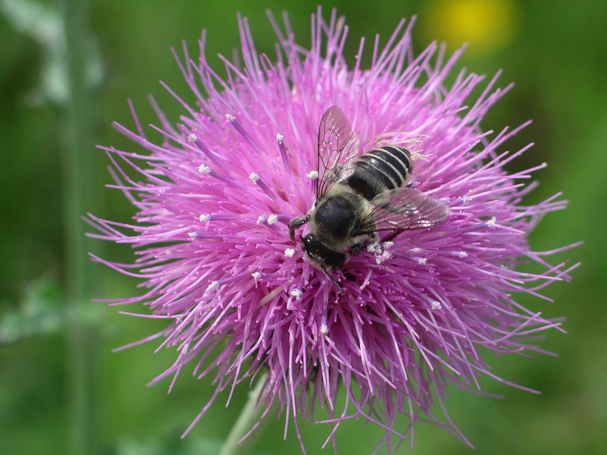 Bee resting on a flower