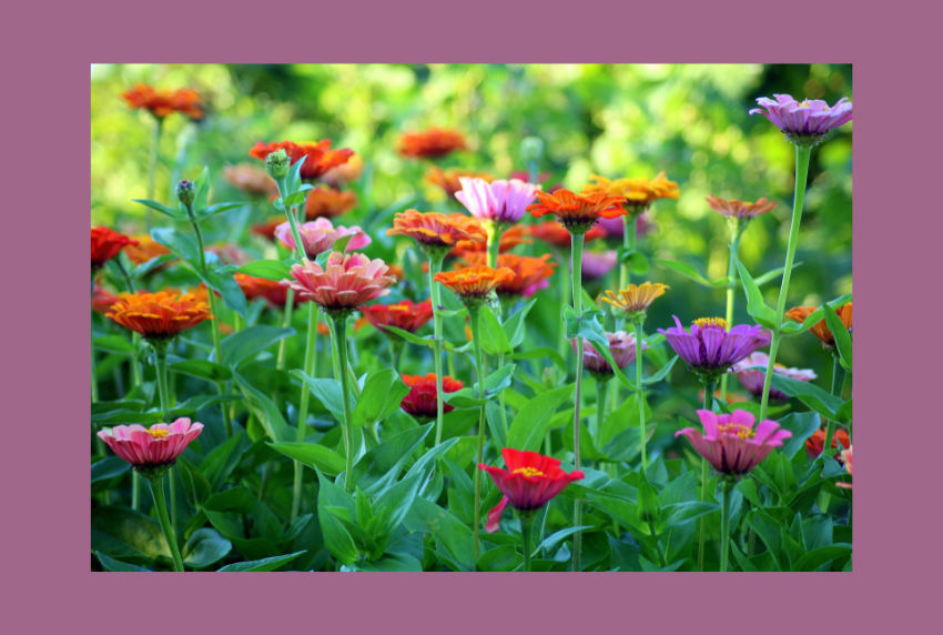 Bright flowers. 