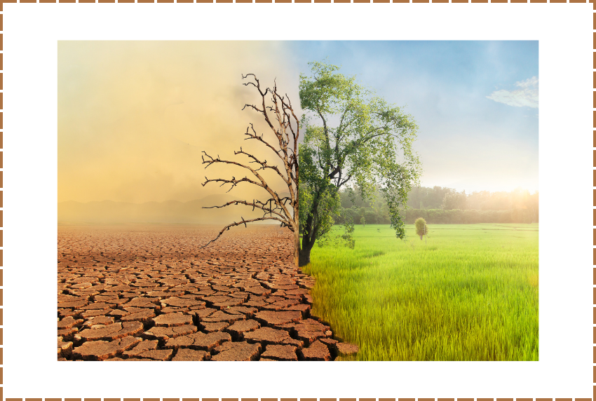 Tree going from desert to grassland.