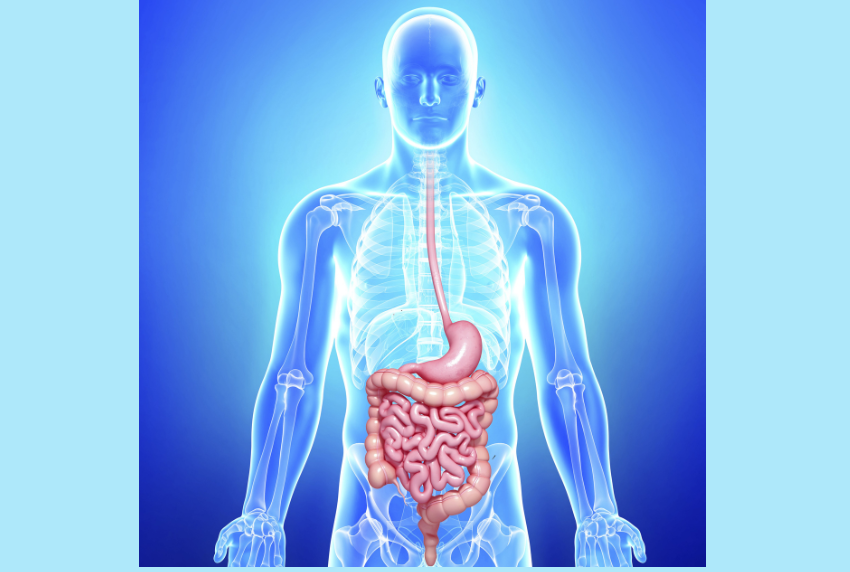 Skeletal view of the digestive system.