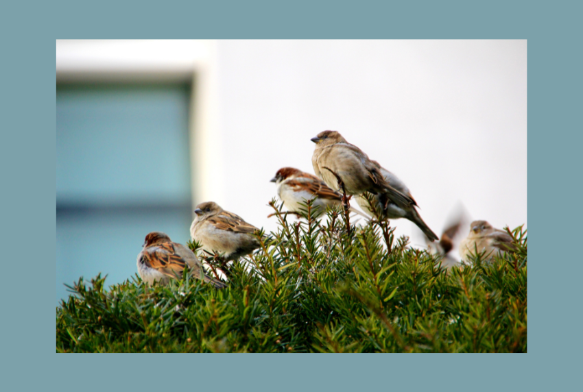 Group of birds in a tree. 