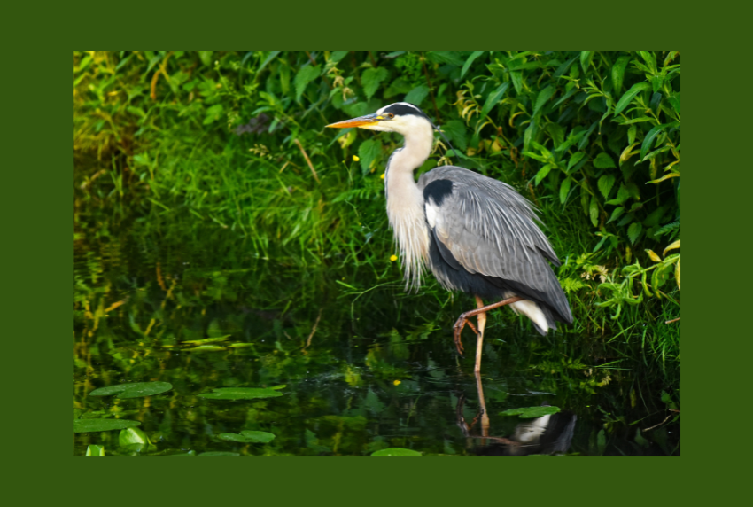Heron in the water. 