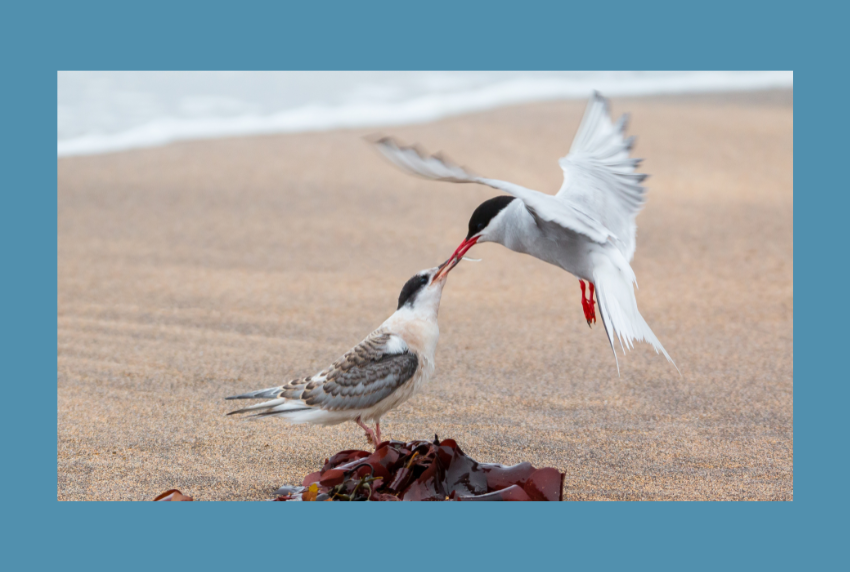 Two birds on a beach. 