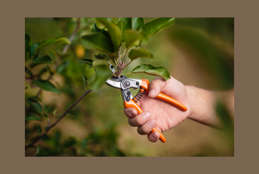 Side view of hand with pruning shears in tree. 