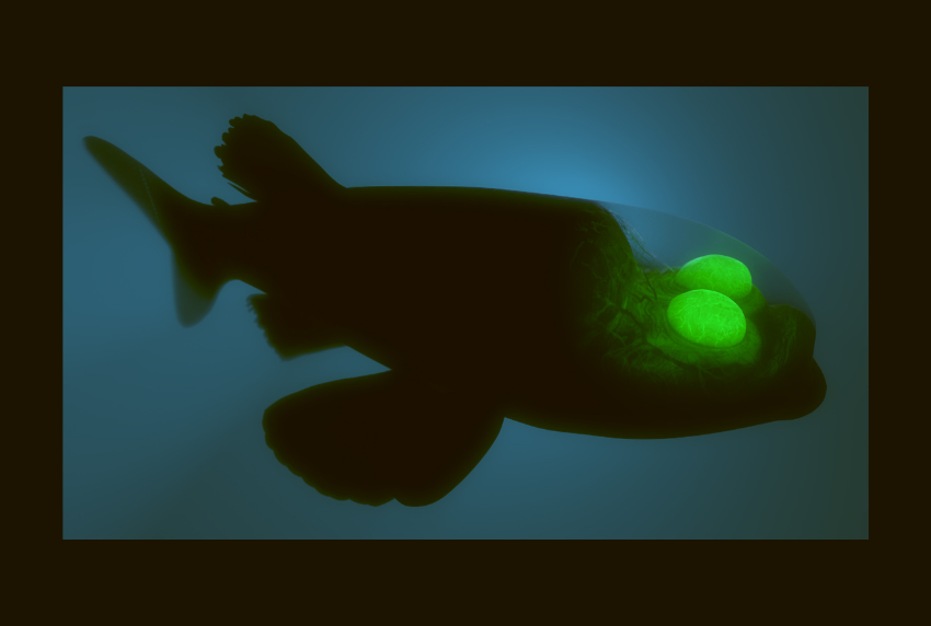 Top view of fish with glowing eyes. 