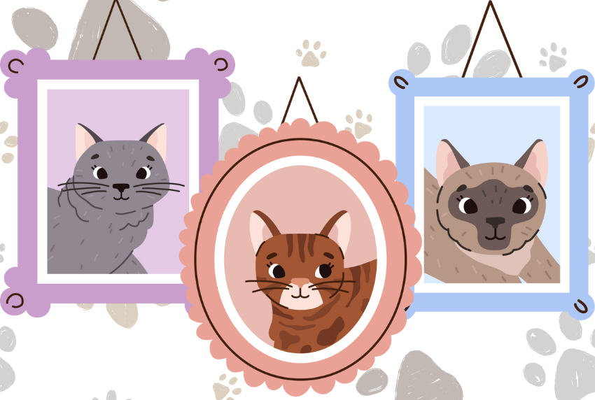 Cat photos in picture frames.