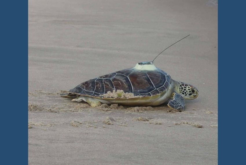 Sea turtle with a tracker on its back. 