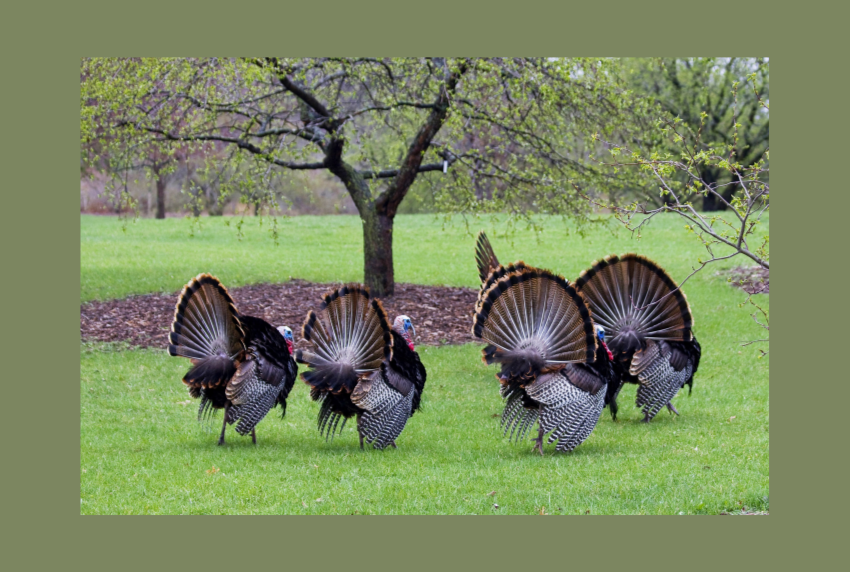 Group of wild turkeys. 