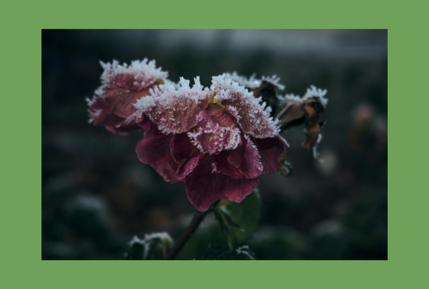 Flower with frost on it. 