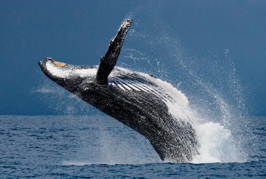 Whale breaching out of the water. 