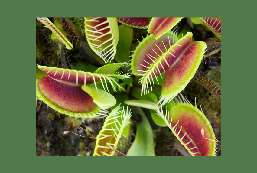 Top view of a Venus fly trap. 